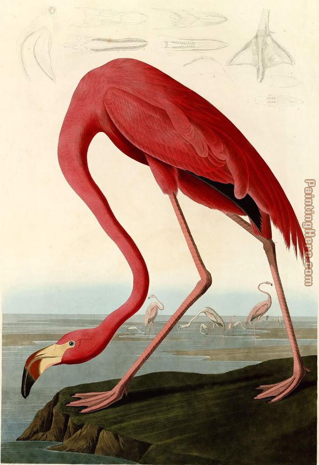 John James Audubon American Flamingo